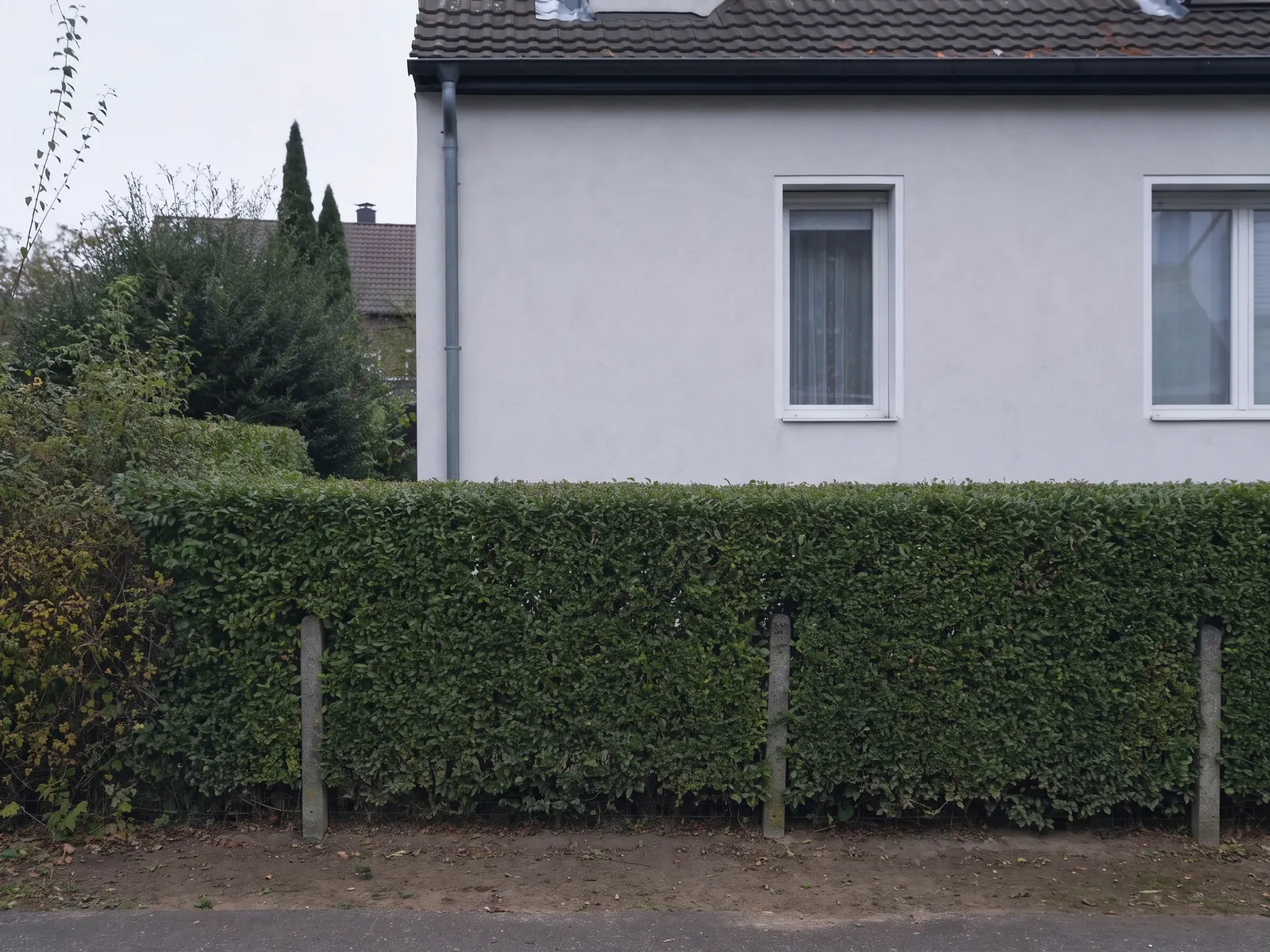 Dieselbe Hecke nach dem Formschnitt mit gerader Oberkante